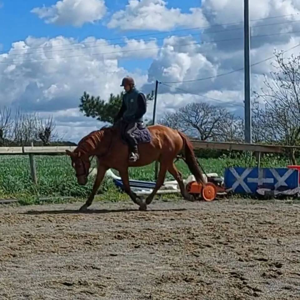 Ruin Selle Fran&ccedil;ais Te koop 2018 Vos ,  KERBA D AUZAY