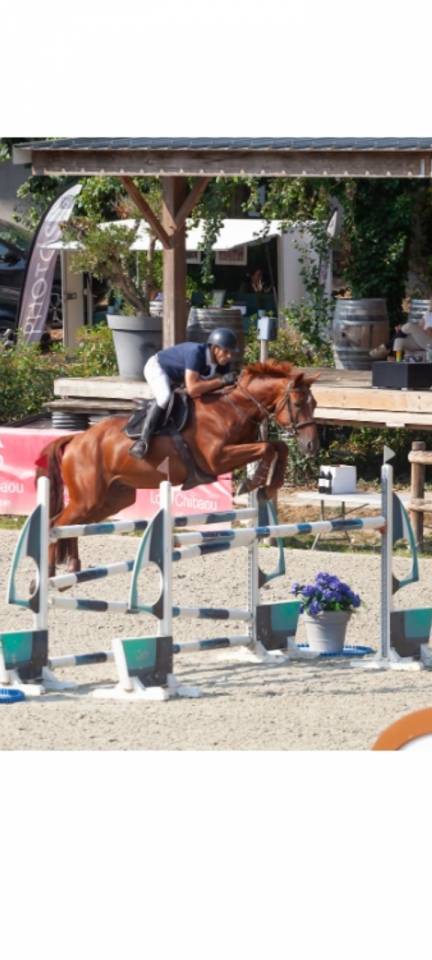 Ruin Selle Fran&ccedil;ais Te koop 2018 Vos ,  KERBA D AUZAY