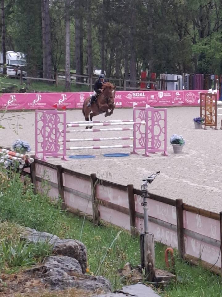 Ruin Selle Fran&ccedil;ais Te koop 2018 Vos ,  KERBA D AUZAY