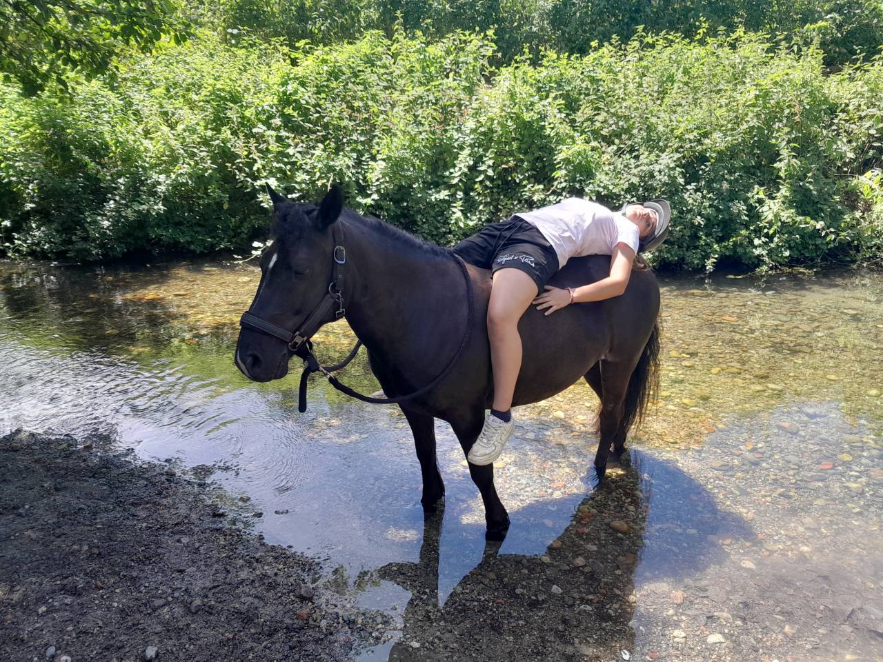 Merrie Pottok Delen 2018 Zwart