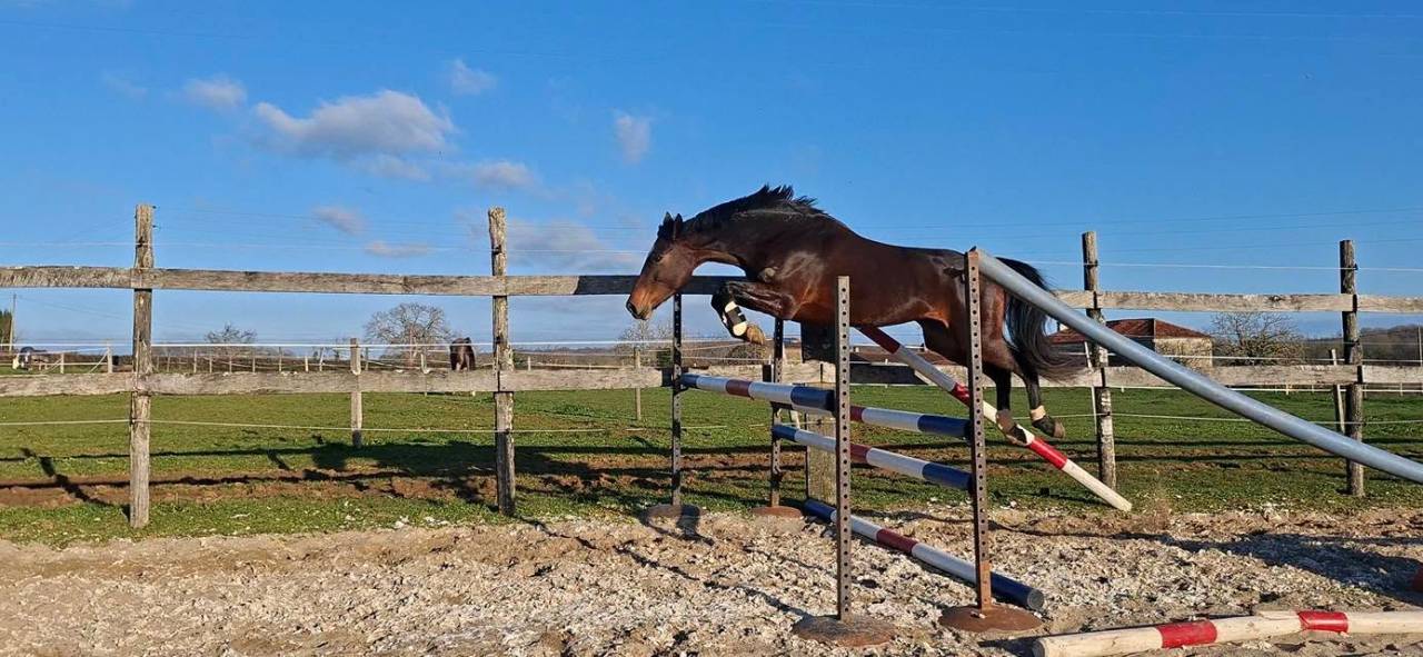 Merrie Welsh Partbred Te koop 2020 Bruin / Bai ,  first des chouans