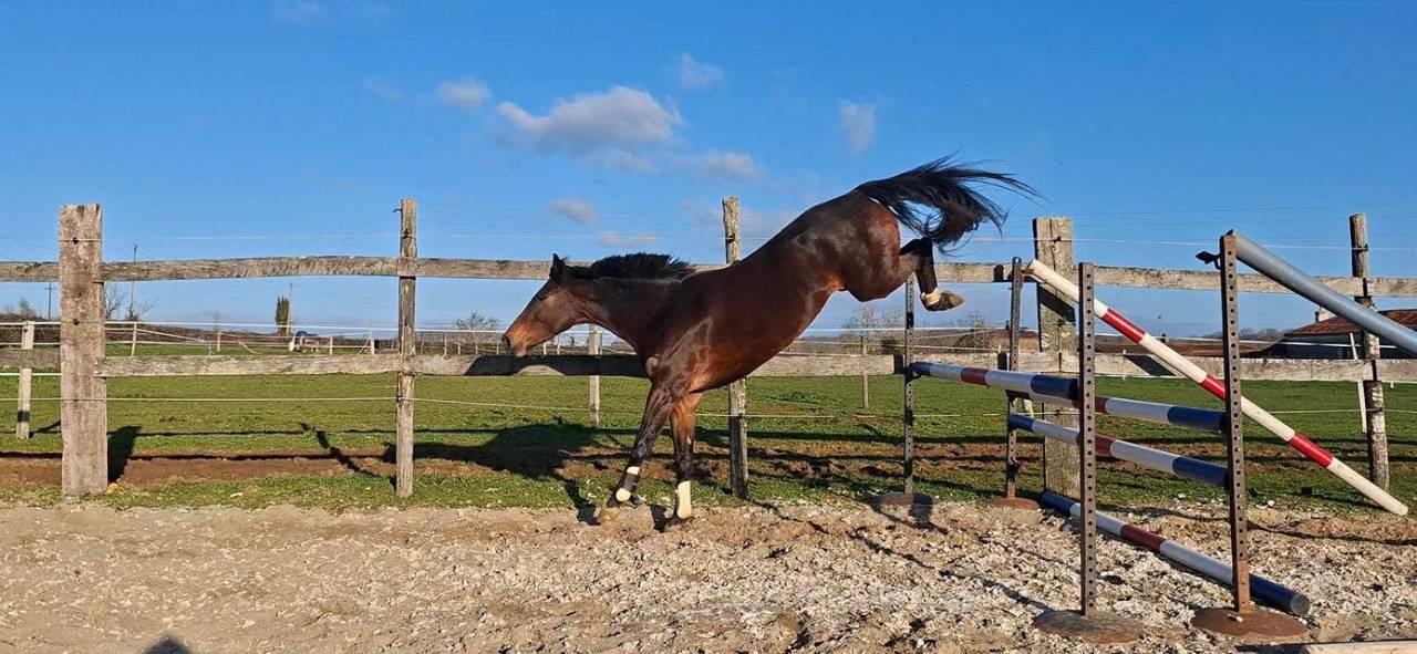 Merrie Welsh Partbred Te koop 2020 Bruin / Bai ,  first des chouans