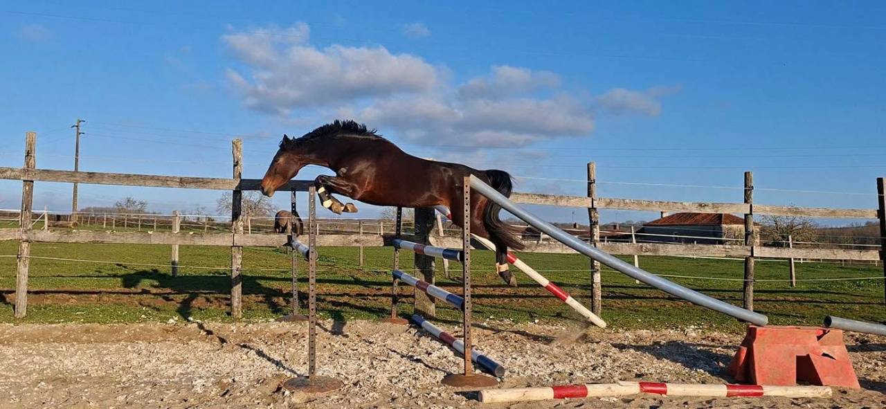 Merrie Welsh Partbred Te koop 2020 Bruin / Bai ,  first des chouans