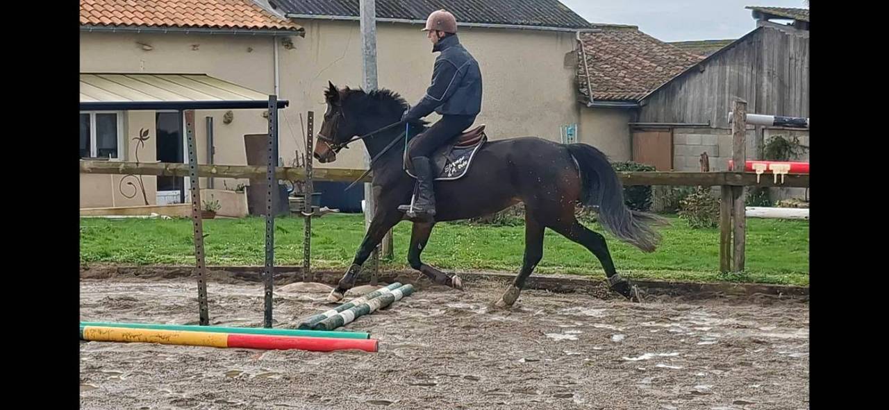 Merrie Welsh Partbred Te koop 2020 Bruin / Bai ,  first des chouans