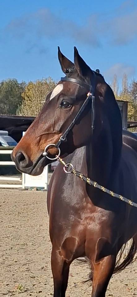 Merrie Welsh Partbred Te koop 2020 Bruin / Bai ,  first des chouans