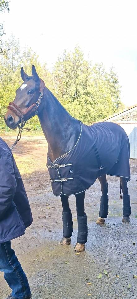 Merrie Welsh Partbred Te koop 2020 Bruin / Bai ,  first des chouans