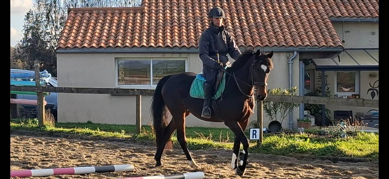 Merrie Welsh Partbred Te koop 2020 Bruin / Bai ,  first des chouans