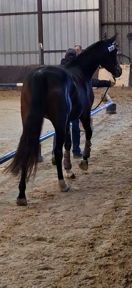 Merrie Welsh Partbred Te koop 2020 Bruin / Bai ,  first des chouans