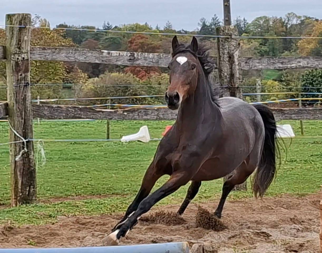 Merrie Welsh Partbred Te koop 2020 Bruin / Bai ,  first des chouans