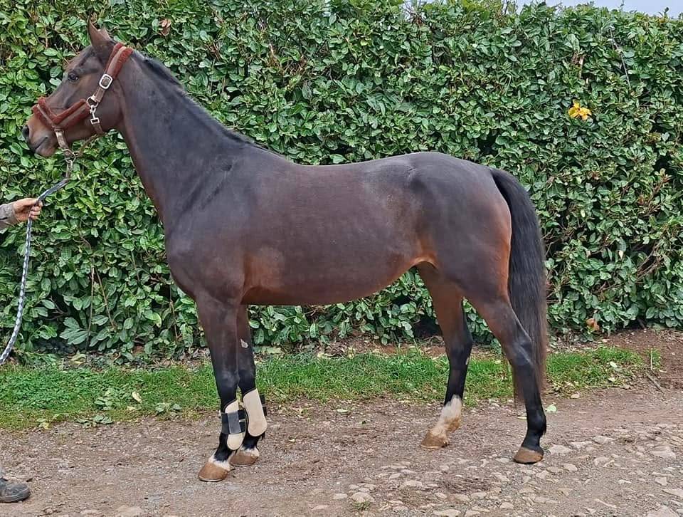 Merrie Welsh Partbred Te koop 2020 Bruin / Bai ,  first des chouans