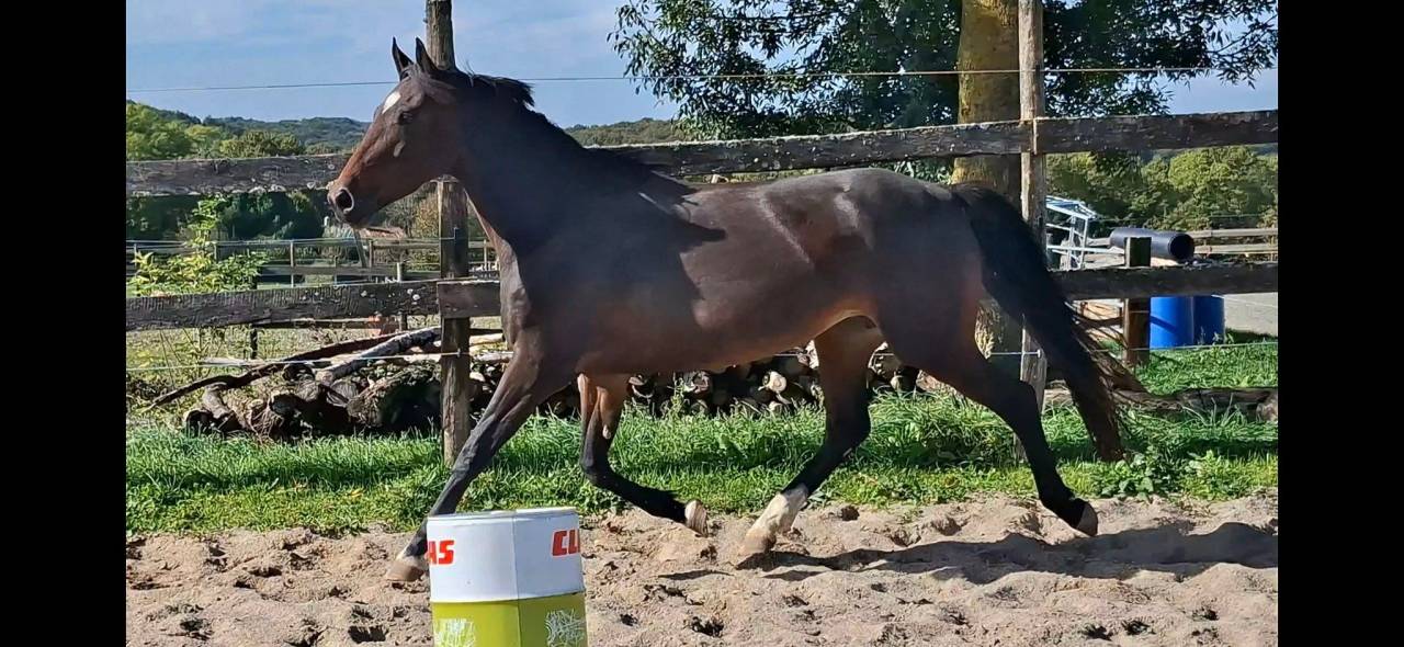 Merrie Welsh Partbred Te koop 2020 Bruin / Bai ,  first des chouans