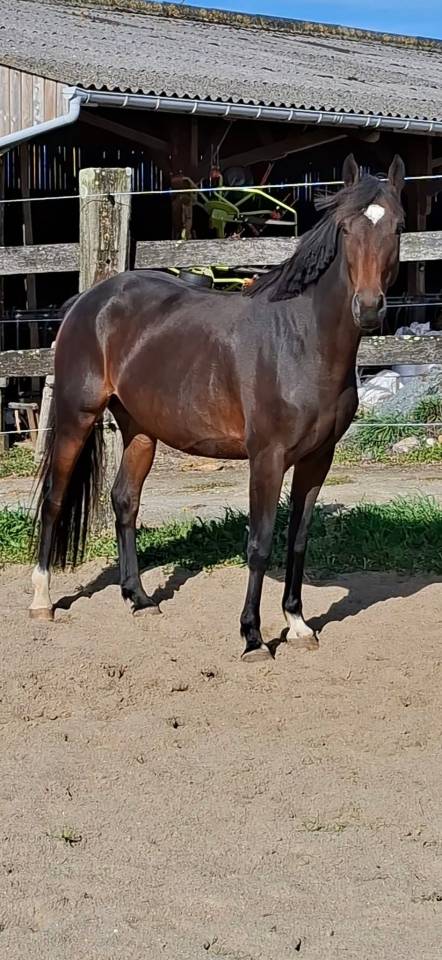 Merrie Welsh Partbred Te koop 2020 Bruin / Bai ,  first des chouans