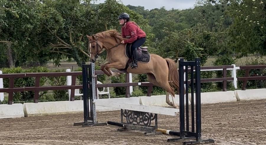 Merrie Franse rijpony PFS Te koop 2021 Vos ,  Ulk d&rsquo;ete