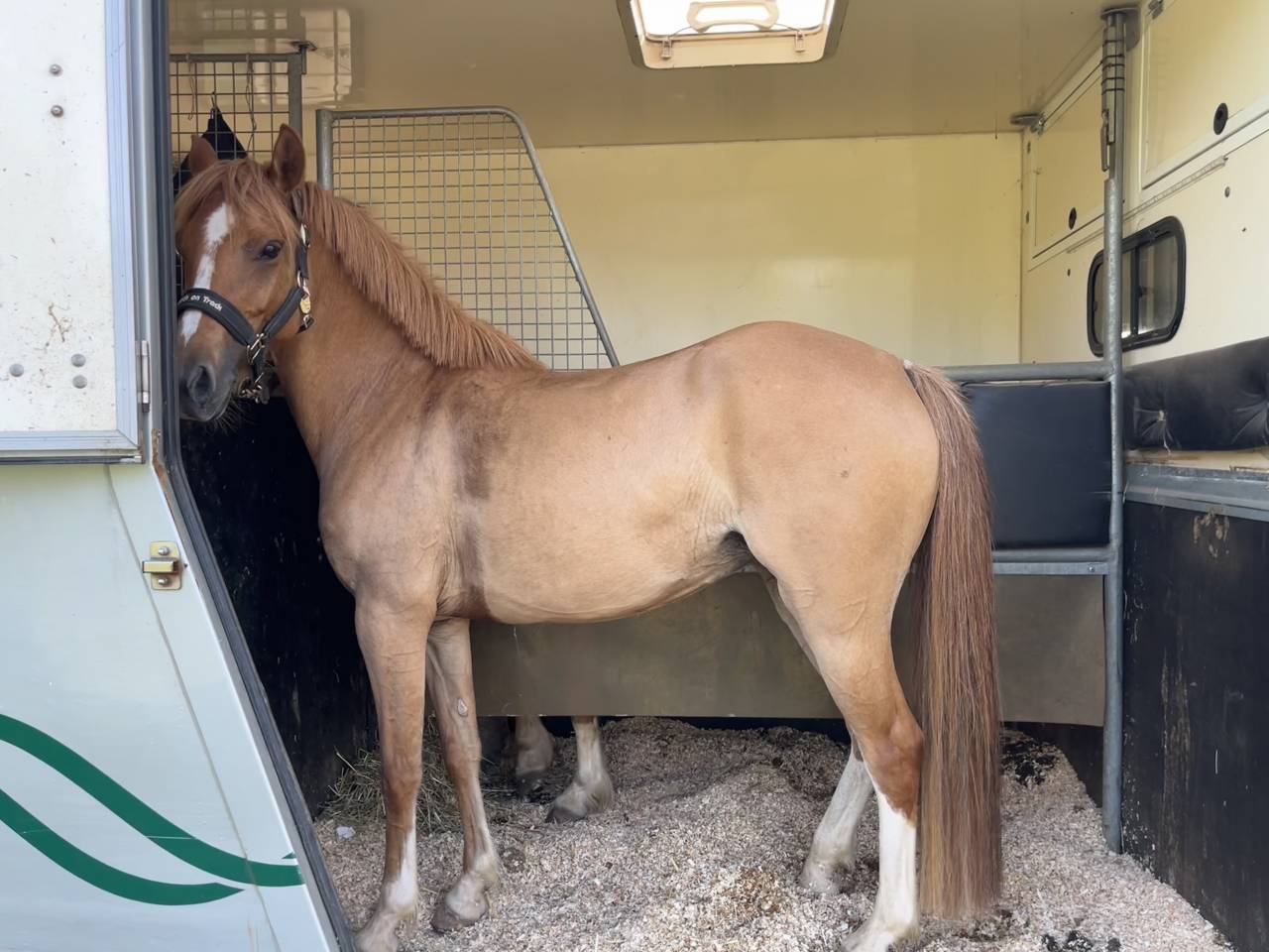 Merrie Franse rijpony PFS Te koop 2021 Vos ,  Ulk d&rsquo;ete