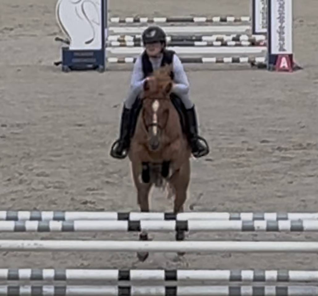 Merrie Franse rijpony PFS Te koop 2021 Vos ,  Ulk d&rsquo;ete
