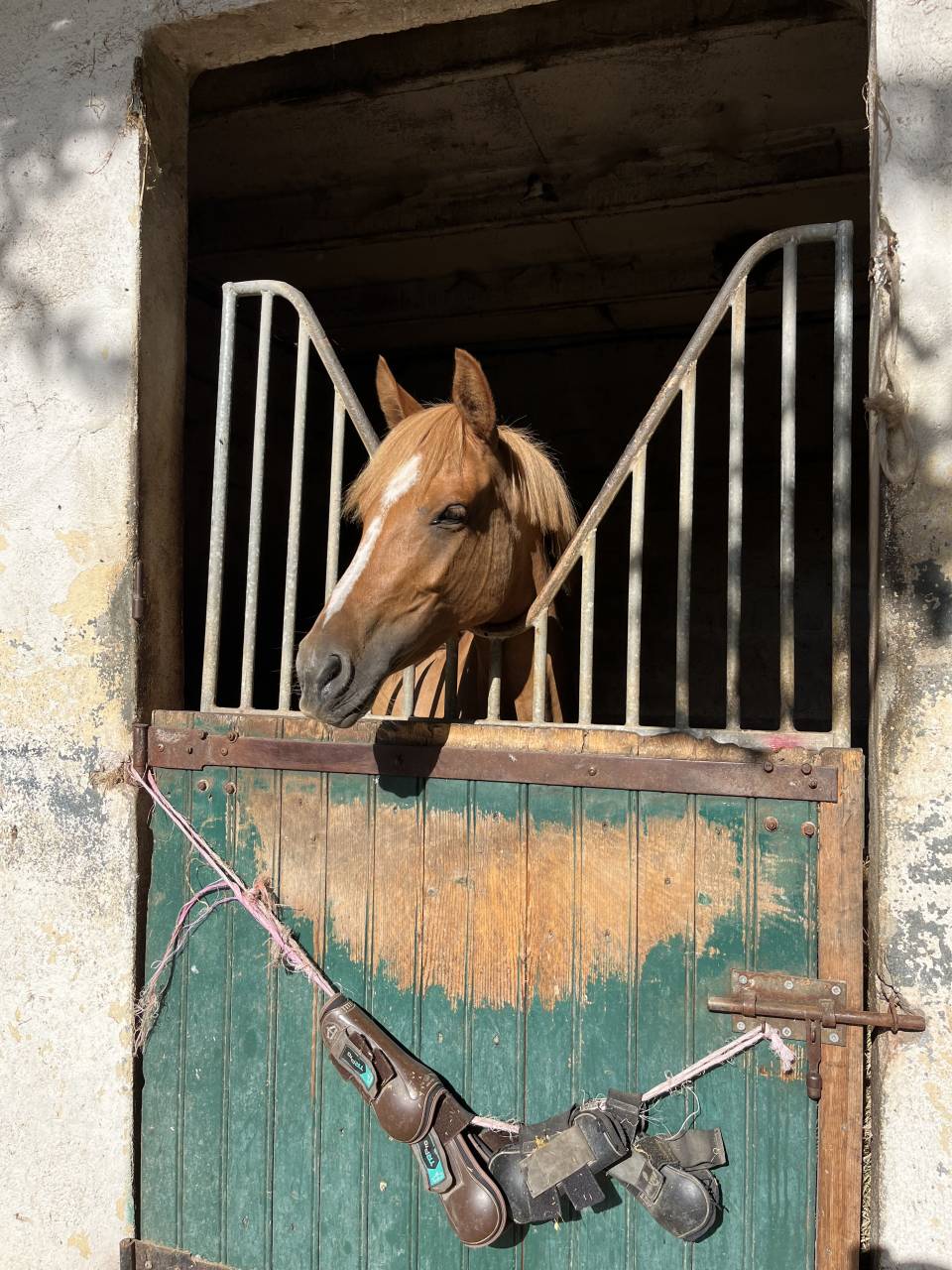 Merrie Franse rijpony PFS Te koop 2021 Vos ,  Ulk d&rsquo;ete