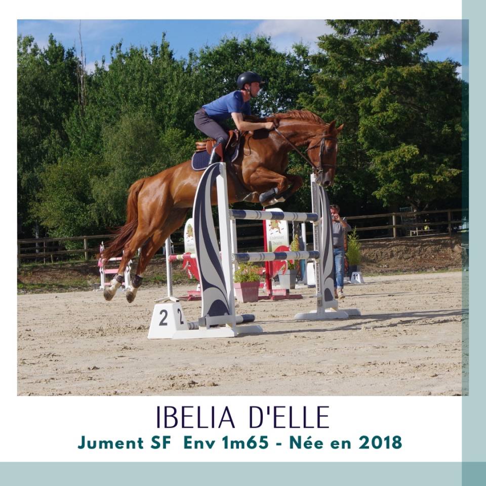 Merrie Selle Fran&ccedil;ais Te koop 2018 Vos