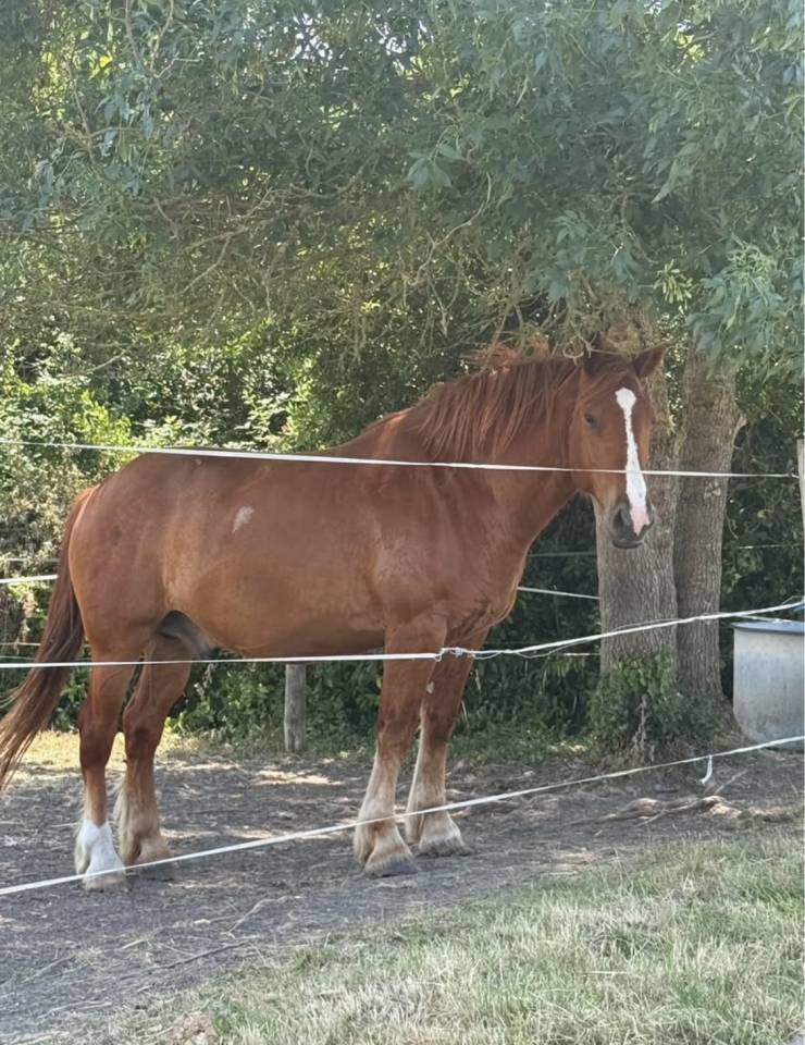 Ruin Andere paarden rassen Te koop 2020 Vos