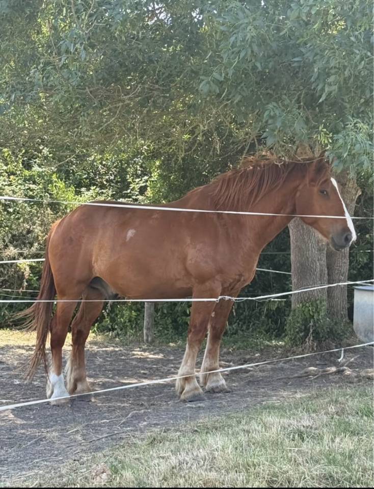 Ruin Andere paarden rassen Te koop 2020 Vos