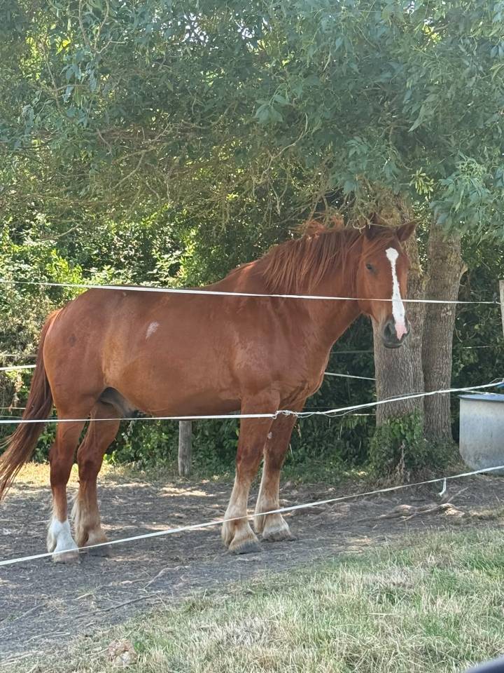 Ruin Andere paarden rassen Te koop 2020 Vos