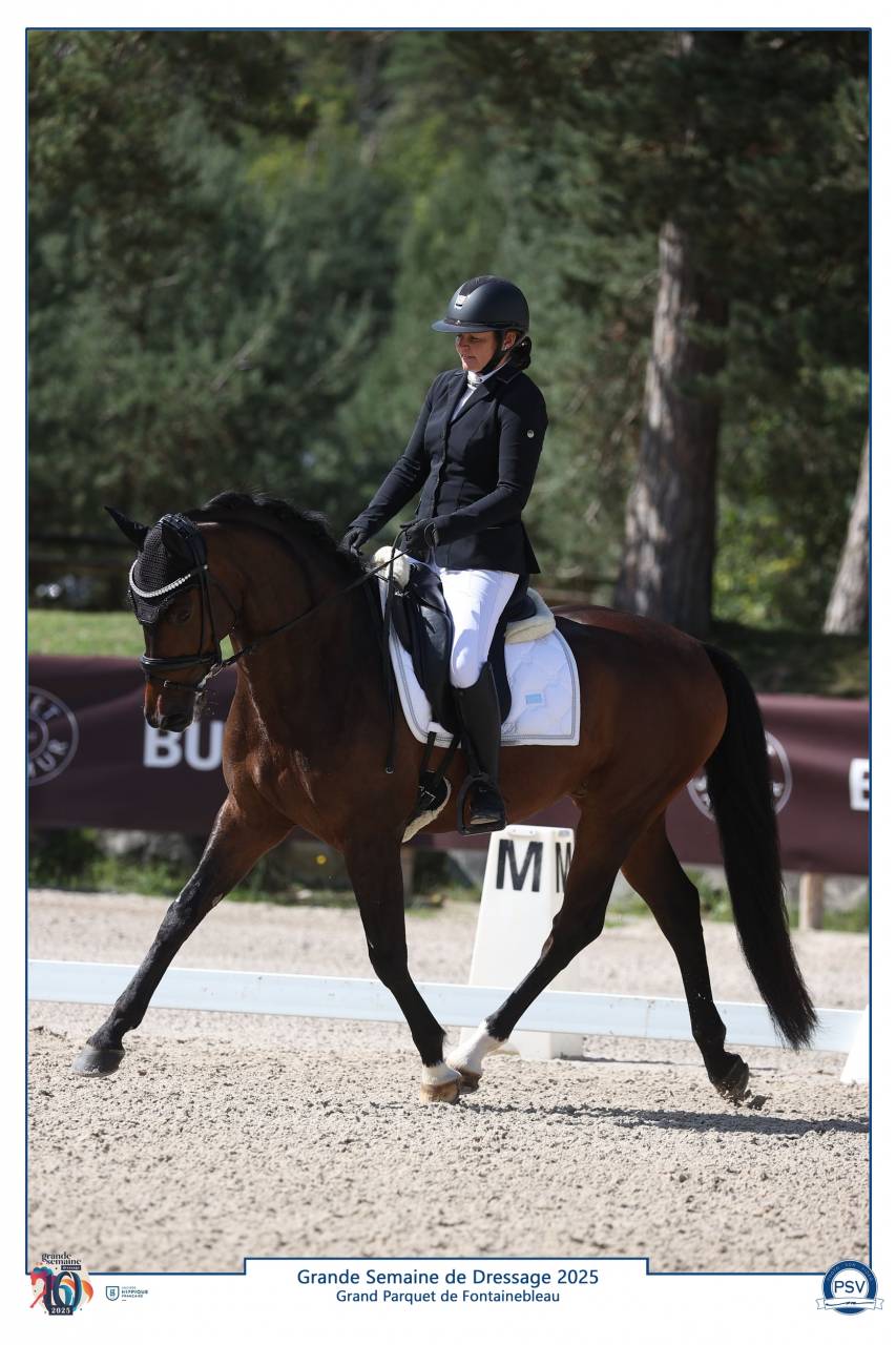 Ruin Selle Fran&ccedil;ais Te koop 2020 Bruin / Bai ,  First step Valentin
