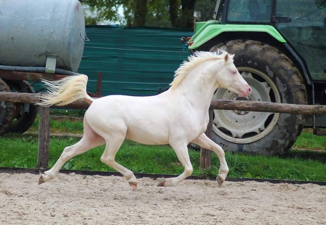 Merrie Dartmoor Te koop 2010 Zwart