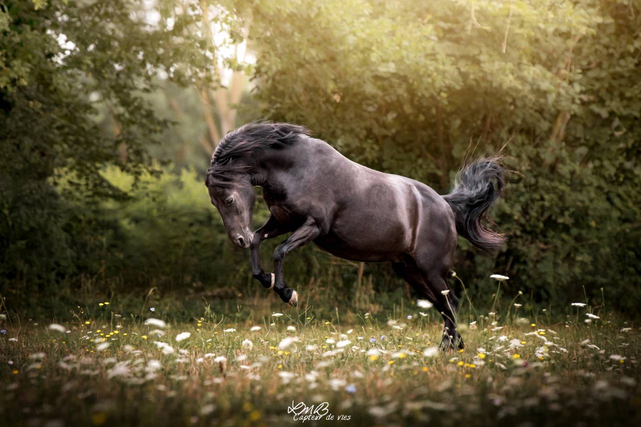 Merrie Dartmoor Te koop 2010 Zwart