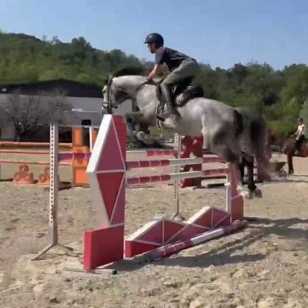 Merrie Holsteiner Te koop 2019 Schimmel ,  CASALL