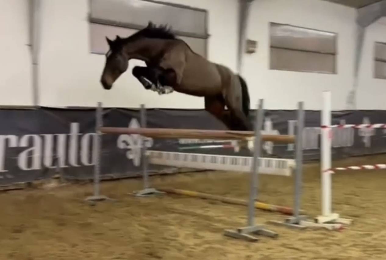 Ruin BWP Belgisch volbloed Te koop 2019 Bruin / Bai ,  FONCETTI VD HEFFINCK