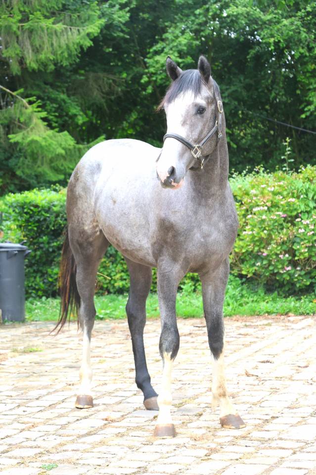 Hengst Selle Fran&ccedil;ais Te koop 2024 Schimmel ,  Rahotep de Toscane