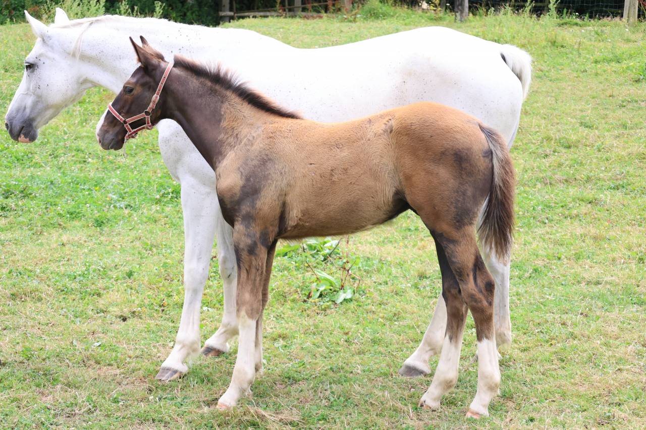 Veulen (ml) Bekend ras Te koop 2026 Koffie vos ,  GIANT DU PRE