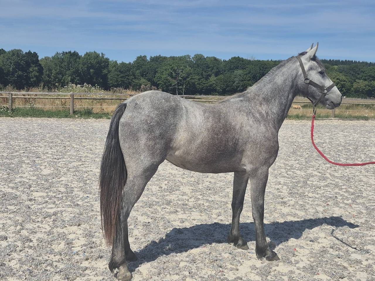 Veulen (vr) Welsh Partbred Te koop 2024 Schimmel