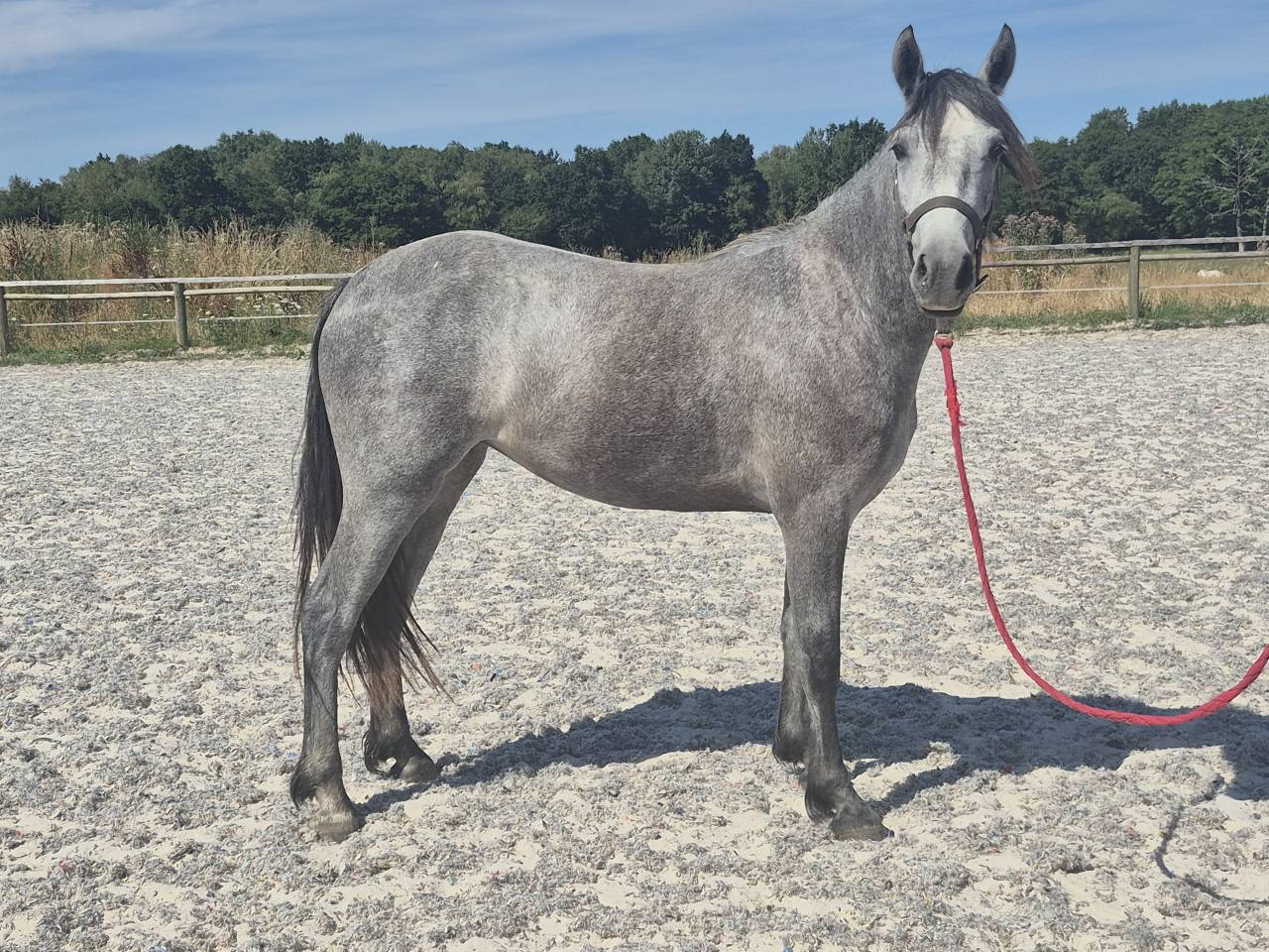 Veulen (vr) Welsh Partbred Te koop 2024 Schimmel