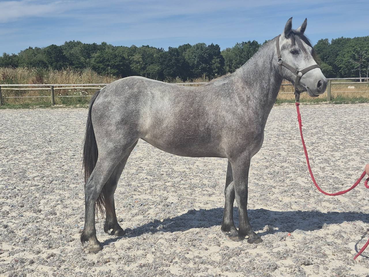Veulen (vr) Welsh Partbred Te koop 2024 Schimmel