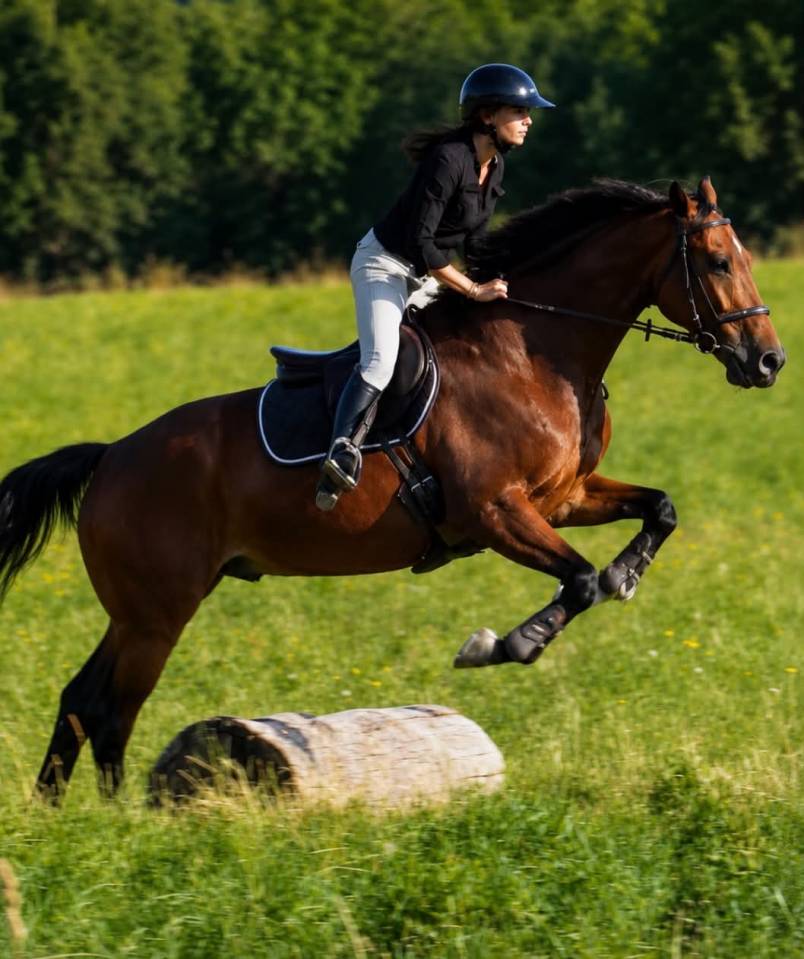 Ruin KWPN Nederlands sportpaard Te koop 2014 Donker bruin / bai
