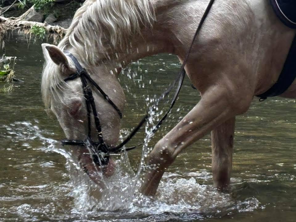 Ruin Bekend ras Te koop 2022 Perlino