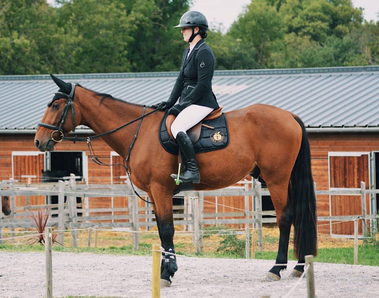 Ruin Franse draver  Te koop 2020 Donker bruin / bai ,  Timoko