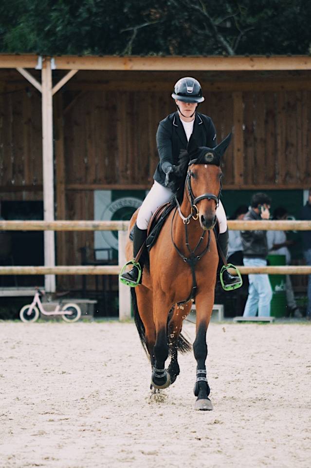 Ruin Franse draver  Te koop 2020 Donker bruin / bai ,  Timoko