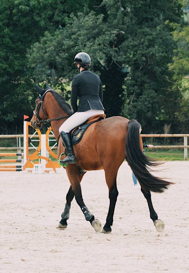 Ruin Franse draver  Te koop 2020 Donker bruin / bai ,  Timoko