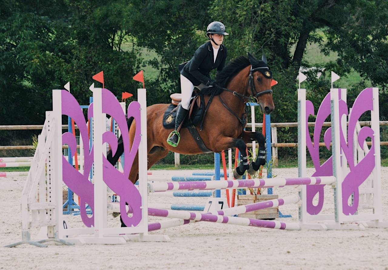 Ruin Franse draver  Te koop 2020 Donker bruin / bai ,  Timoko