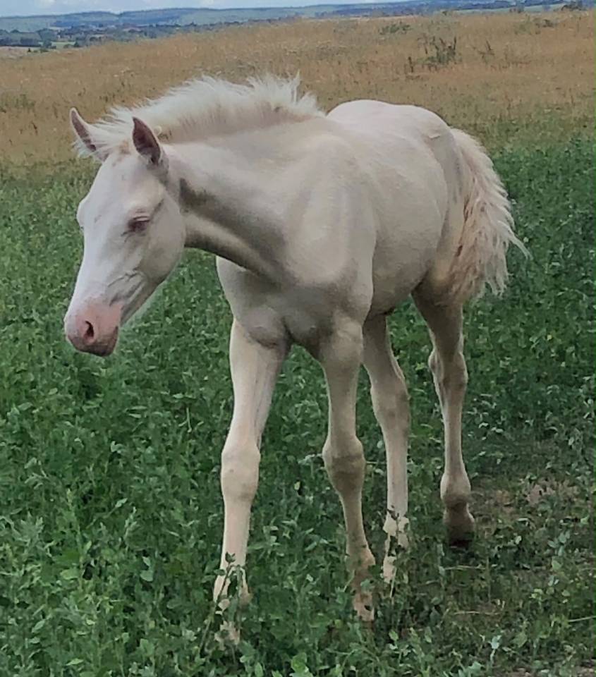 Veulen (ml) Welsh Partbred Te koop 2026 Cremello