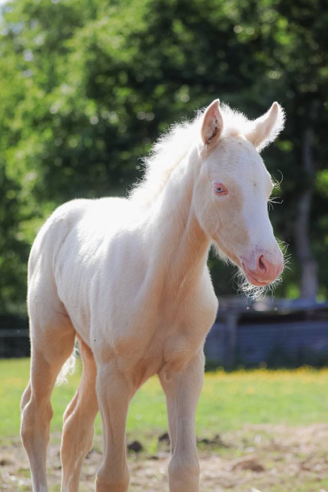 Veulen (ml) Welsh Partbred Te koop 2026 Cremello