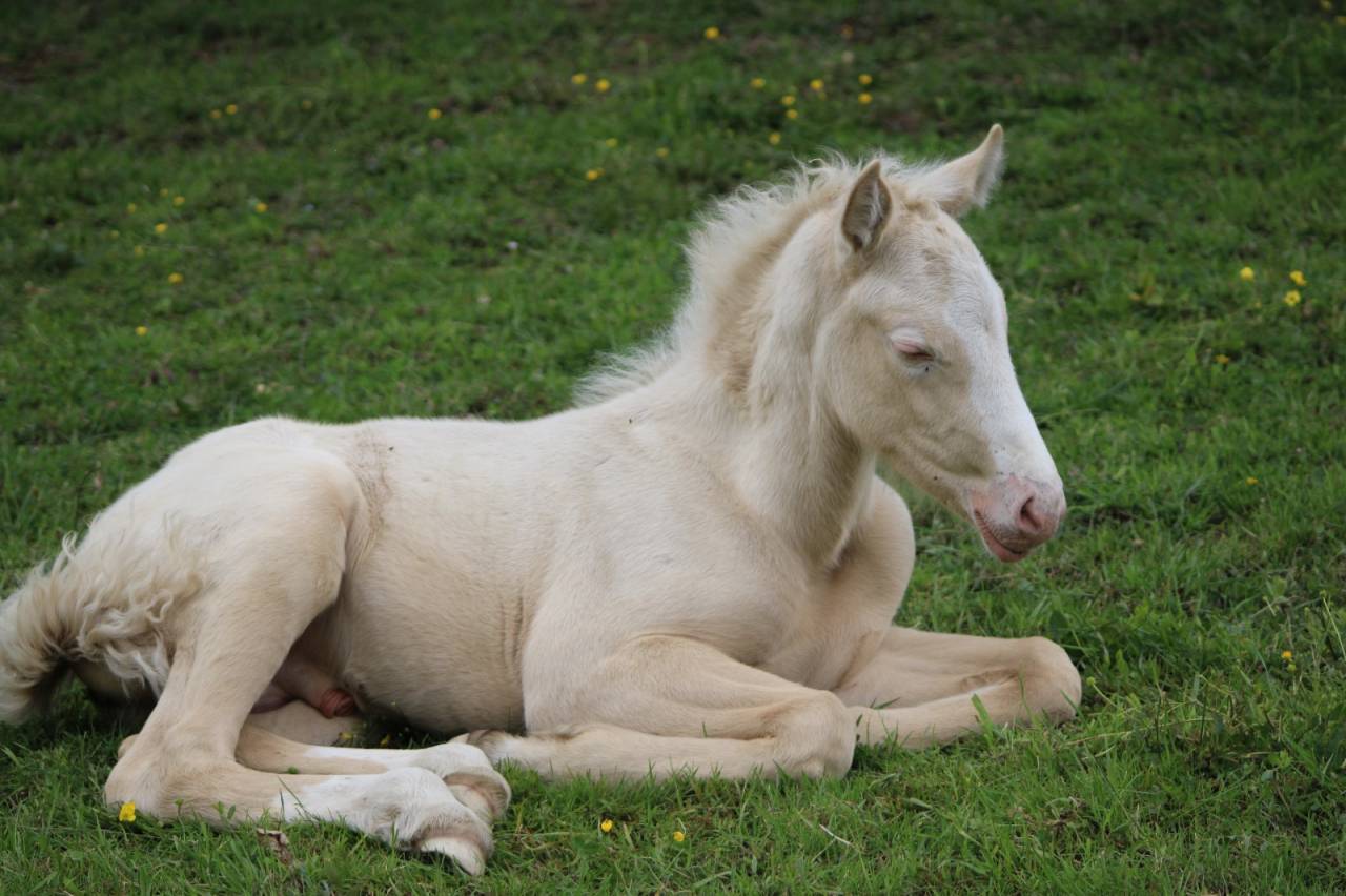 Veulen (ml) Welsh Partbred Te koop 2026 Cremello
