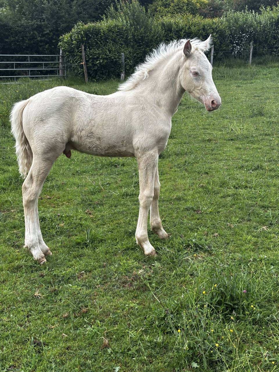 Veulen (ml) Welsh Partbred Te koop 2026 Cremello