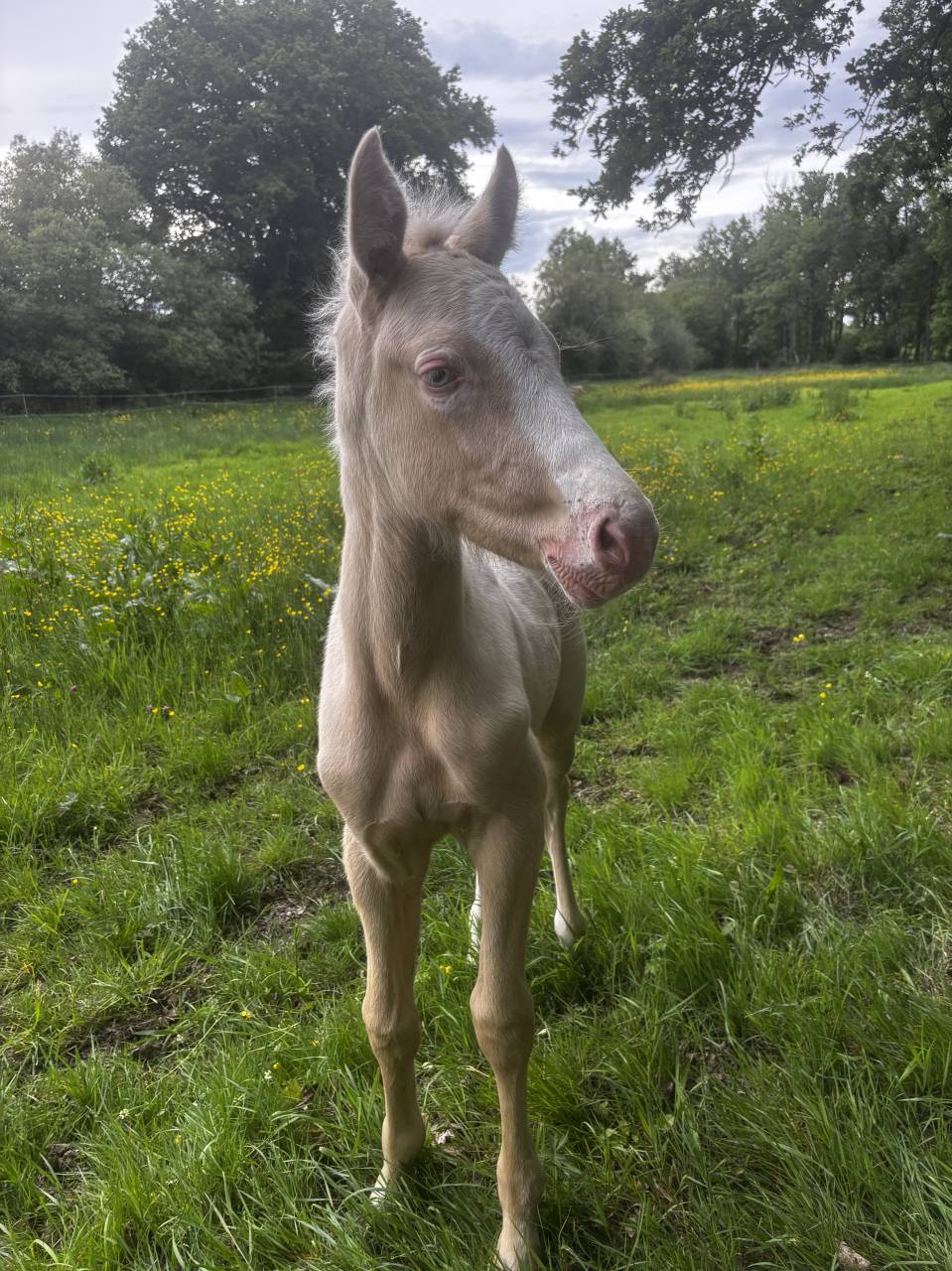 Veulen (ml) Welsh Partbred Te koop 2026 Cremello