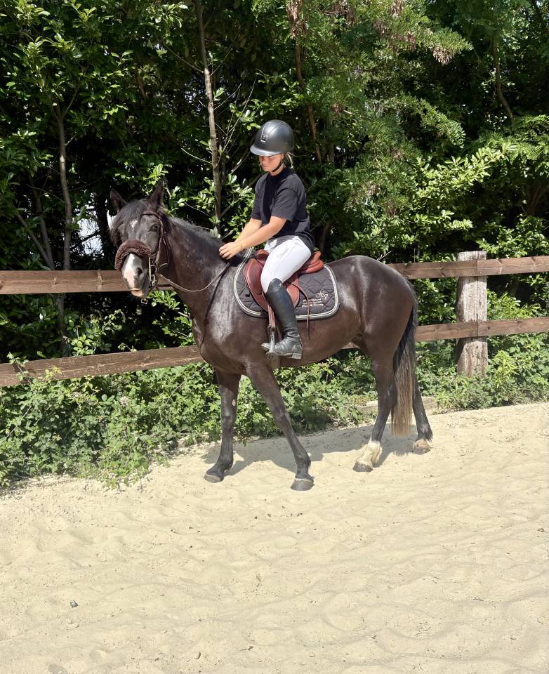 Merrie New Forest Te koop 2023 Zwart ,  Luminahof&rsquo;s Question 