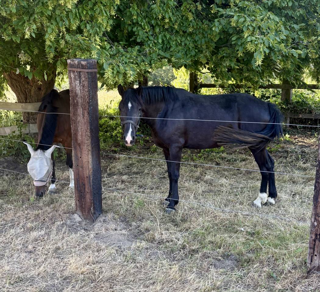 Merrie New Forest Te koop 2023 Zwart ,  Luminahof&rsquo;s Question 