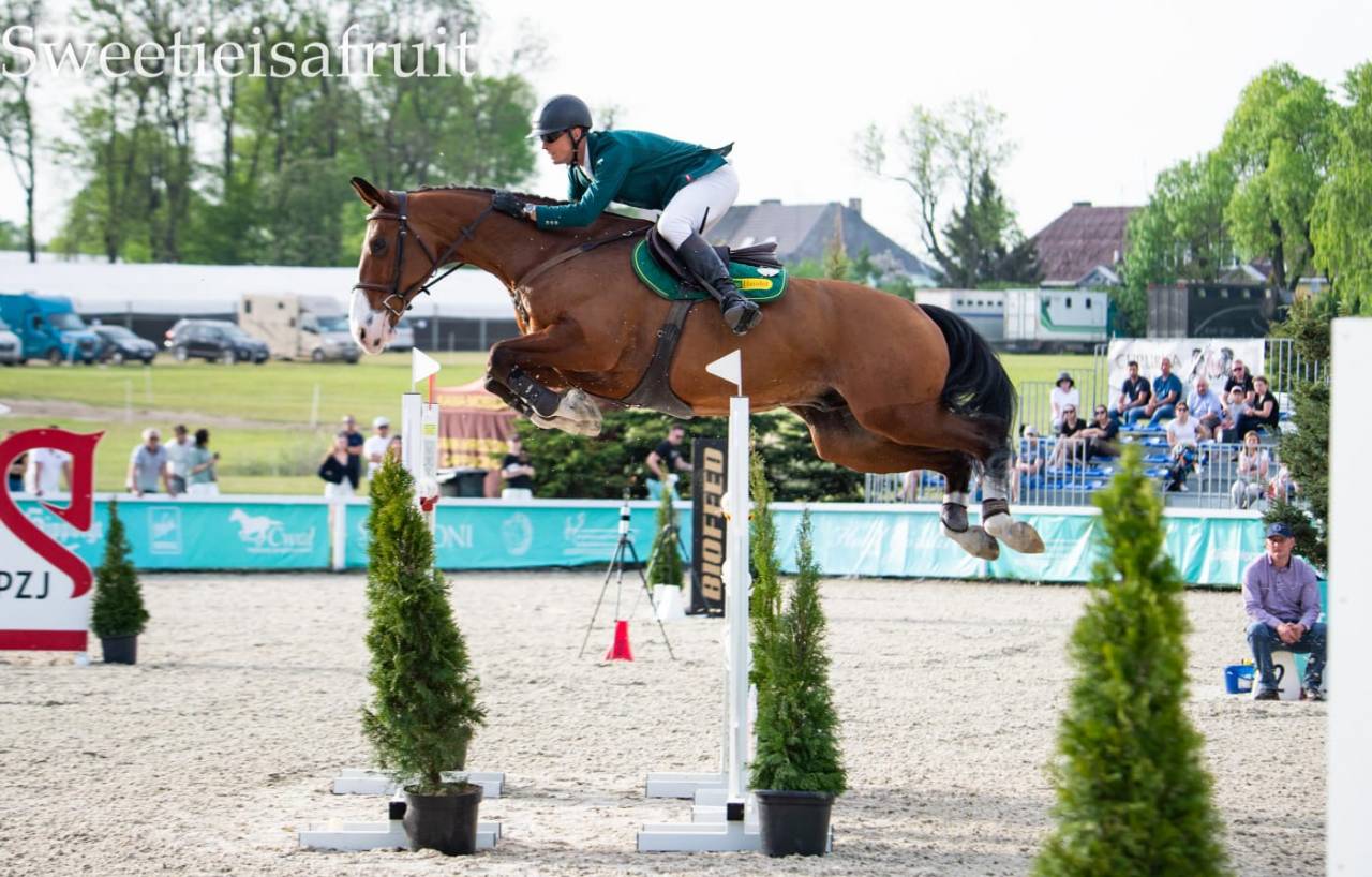 Very good show jumper