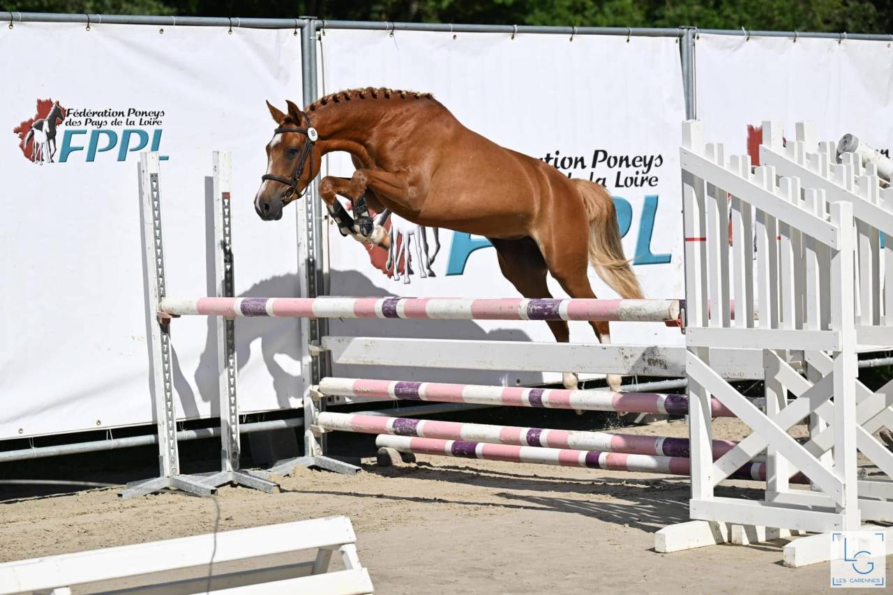 Merrie Franse rijpony PFS Te koop 2021 Vos ,  OPIUM DE TALMA