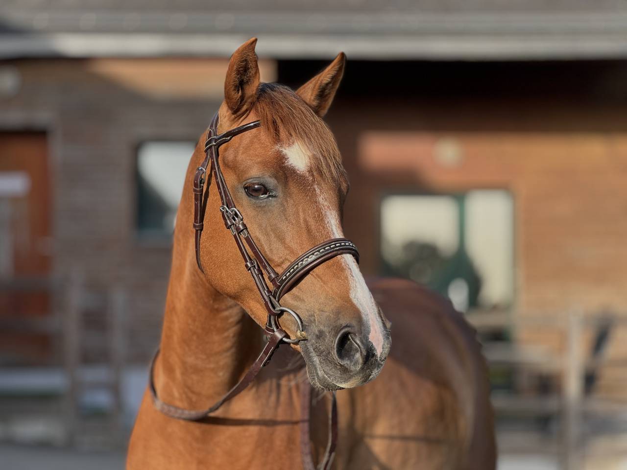 Merrie Franse rijpony PFS Te koop 2021 Vos ,  OPIUM DE TALMA